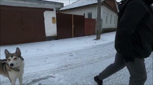 Жизнь без собак. Метис Хаски / Life without dogs. Metis Husky