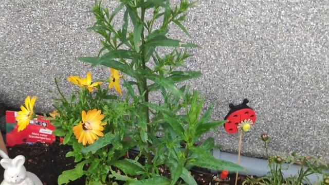 Как бороться с двухвосткой в саду борной кислотой? смотреть онлайн