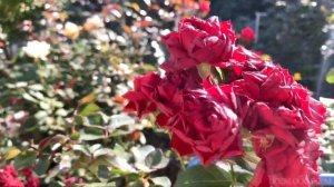 Роза Кларет Пикси ( Rose Claret Pixie ) 7 октября 2021 г.