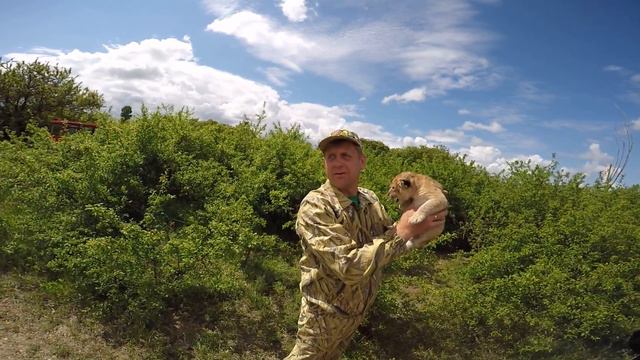 Эксклюзив,найденыш.Львенок звал маму смотреть онлайн