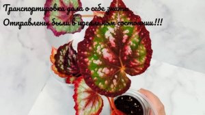 Посылка с Бегониями от Людмилы Сорокиной. Получена 12.08.2023 г. В пути 7 дней!