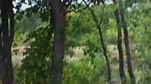 НАЧАЛО ПОСТРОЙКИ РЕКИ ИЗ БОЛОТА Ч 1 тайга