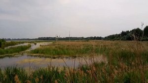 Бисерово. Рыбхоз. Чайки | Московская область