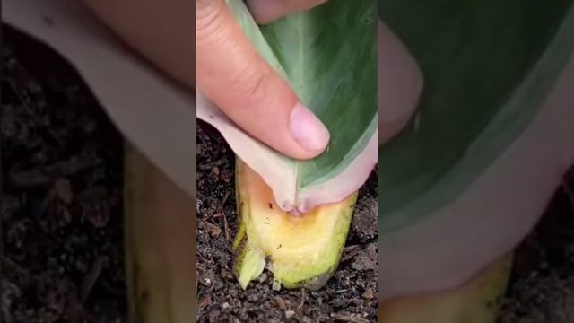 СТРОМАНТА КАК УКОРЕНИТЬ ЛИСТЬЯ #просто #plant смотреть онлайн