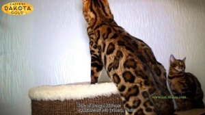 Dakota Gold, питомник бенгалов, Кого выбрать мальчика или девочку бенгальской породы