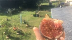 Инжир Violette de Sollies , дозревание на веранде. Ficus carica