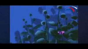 Вырезанный фрагмент из "Лунтик" (02.09.2005).