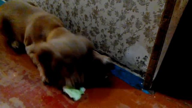 Спаниель с капустой