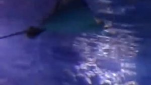 Как летает скат 2