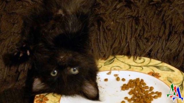 Он лежал на боку грязный и неподвижный и только взглядом молил о помощи… смотреть онлайн