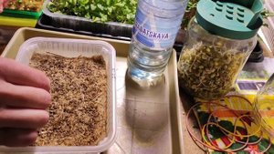 Впервые посеяла морковь на микрозелень, проверила прижим и выставила под лампу брокколи