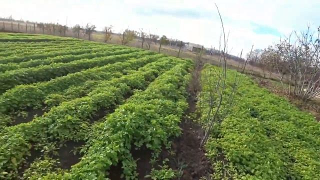 КУПИЛИ ДОМ НА ЮГЕ.ПЕРВЫЙ ДЕНЬ ЗИМЫ НА КУБАНИ.РЕДИСКА В ОТКРЫТОМ ГРУНТЕ. НУЖНА ЛИ НОРКОВАЯ ШУБКА?