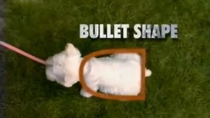 Особенности породы Вест хайленд уайт терьер