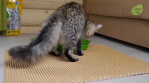 Коврик для туалета чистый пол, 65х70 см для животных обзор