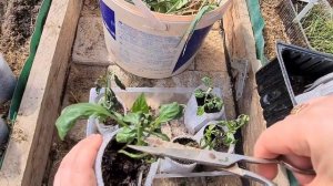 Рассада перца не растёт или замёрзла? Правильный уход вернёт её к жизни!