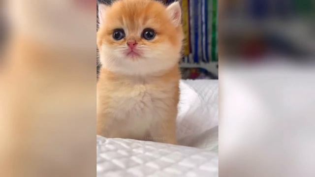 5 Minutes of Adorable Kittens😻💕  cute kittens videos compilation 2024