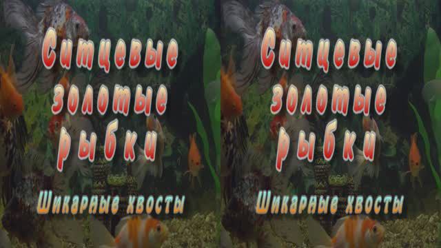 3D. Ситцевые золотые рыбки. Шикарные хвосты / Calico goldfish. Chic tails