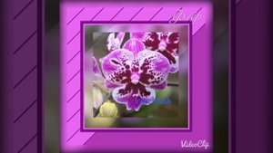 Орхидеи фаленопсисы. Биг лип. Сорта. Часть 2.