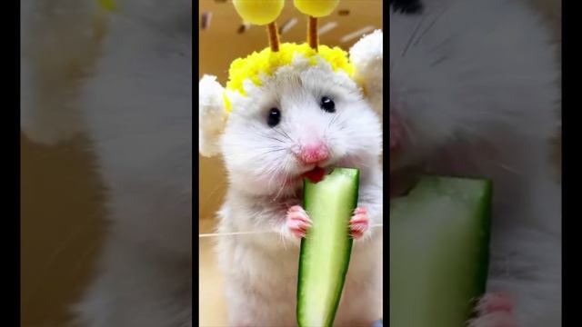 Милые хомяки едят... Pretty hamsters eat...