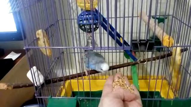 Приручение волнистого попугая к руке :) смотреть онлайн