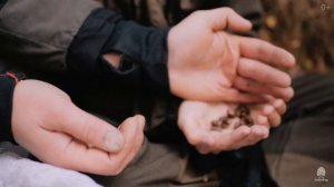 Сбор кедровой шишки. Сибирский кедр