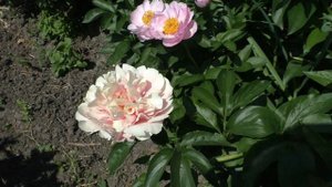 Пион Pastelorama