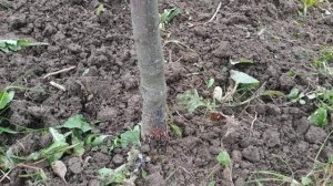 Что за наросты снизу ствола яблонь?Что делать с корнями внизу ствола саженца?Беркнот на яблоне.