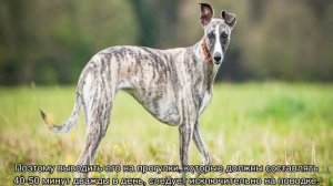 Уиппет (малая английская борзая собака): стандарт породы