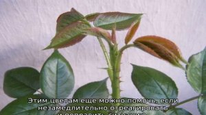 Как удалять слепые побеги на розах
