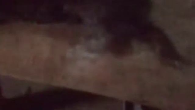 Зверёк Норка как готовить |мясо норки смотреть онлайн