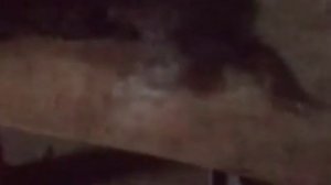 Зверёк Норка как готовить |мясо норки