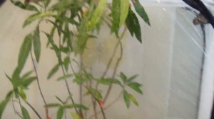 Rearing Monarch Butterflies - Clip 7 of 20 - Egg laying has started