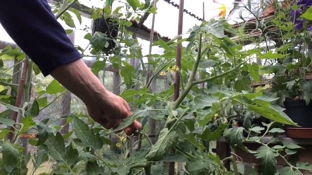 Horti Hugh: Tomato and Glasshouse update mid June