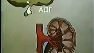 Анатомия почки, выделительная система.