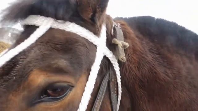 Плетеная уздечка. смотреть онлайн