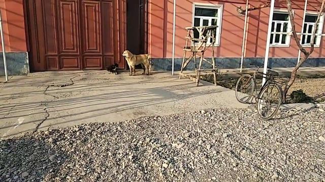 Дахшат итлар УЗБЕК АЛАБАЙ смотреть онлайн