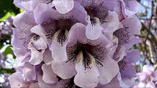 ПАВЛОВНИЯ - дерево ХХI века