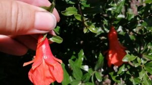 Мужские и женские цветки ГРАНАТА