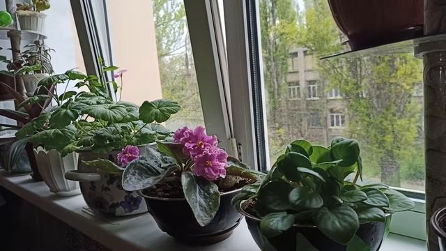 Комнатные растения. Что делать, если не растут цветы? смотреть онлайн