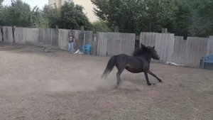 Шетлендский пони Персик и его мама Полечка. Весёлые пони