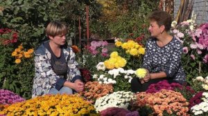 Как зимуют хризантемы мультифлоры