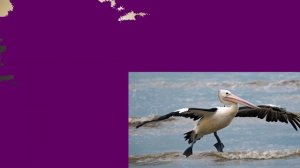 Учим и отгадываем птиц с детьми | Проверим твои знания птиц | Умняха