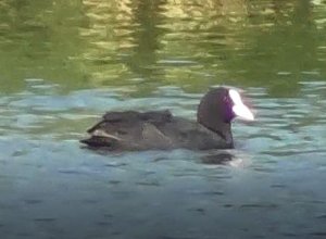 Лысуха с выводком, 21.07.2022, Парк Луговой, Великий Новгород