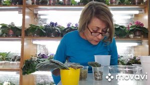 5 способов укоренения листьев фиалки