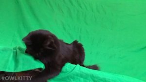 Lord of the Rings + OwlKitty (Behind the Scenes)