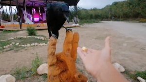 Самый большой ворон Карл
