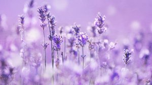 Peaceful Music, Relaxing Music, Instrumental Music, "Italy" by Tim Janis