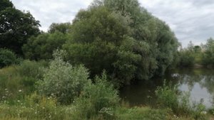 Белгородская область, Белгородский район, Ур. Андреевский (Севрюково, Ближняя Игуменка), пруд