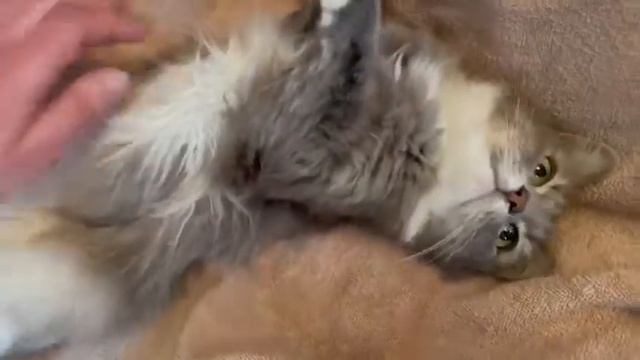 Красивая пушистая ласковая кошечка Ласка 3 года нашла свой дом смотреть онлайн