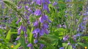 Галега восточная Гале. Краткий обзор, описание характеристик, где купить семена